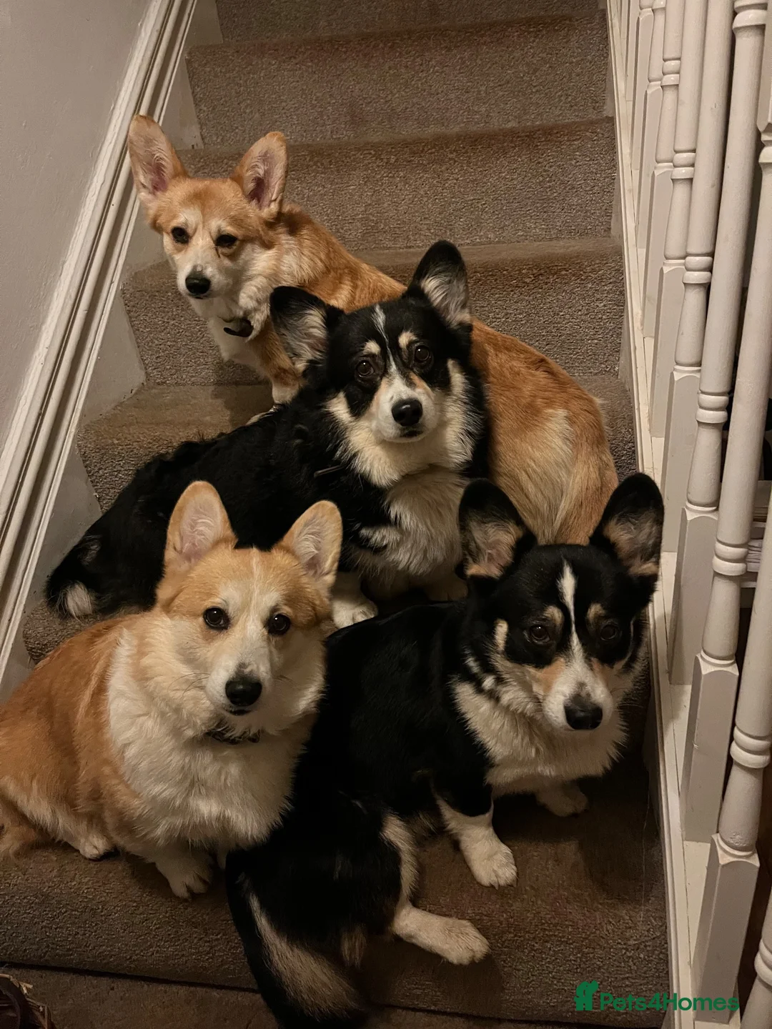 Welsh Corgi Pembroke dogs for sale: Looking for loving homes - Advert 11