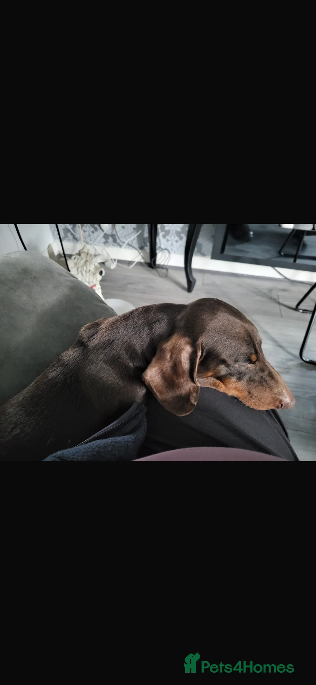 Dachshund dogs for sale: Year old brown dachshund  in Jarrow - Advert 5