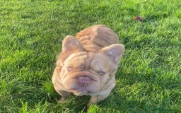 French Bulldog dogs for sale: Visual Fluffy 🧶 New Shade Frenchies 💎  - Image 4