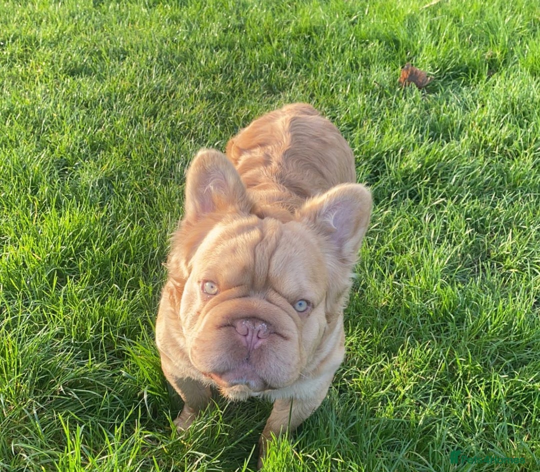 French Bulldog dogs for sale: Visual Fluffy 🧶 New Shade Frenchies 💎  - Image 4