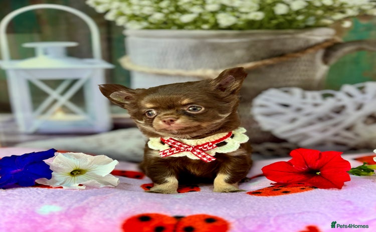 Chihuahua dogs - Advert 7