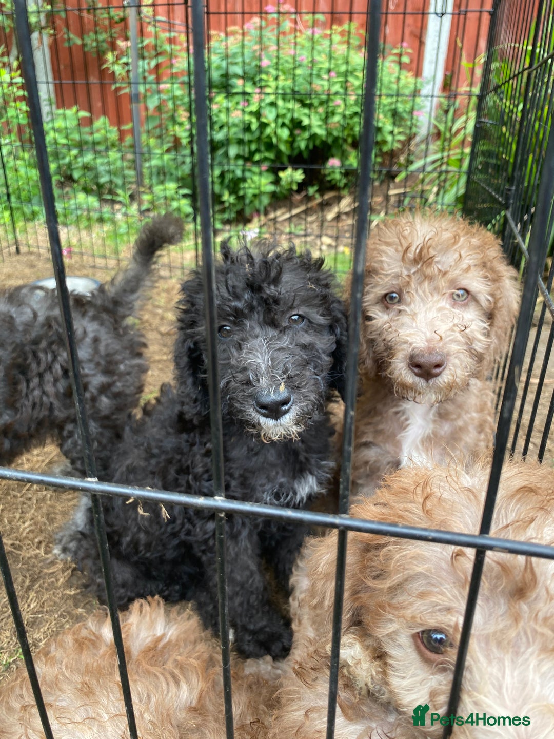 Bedlington Terrier dogs for sale: Bedlington Terrier puppies for sale in Hertford - Image 34