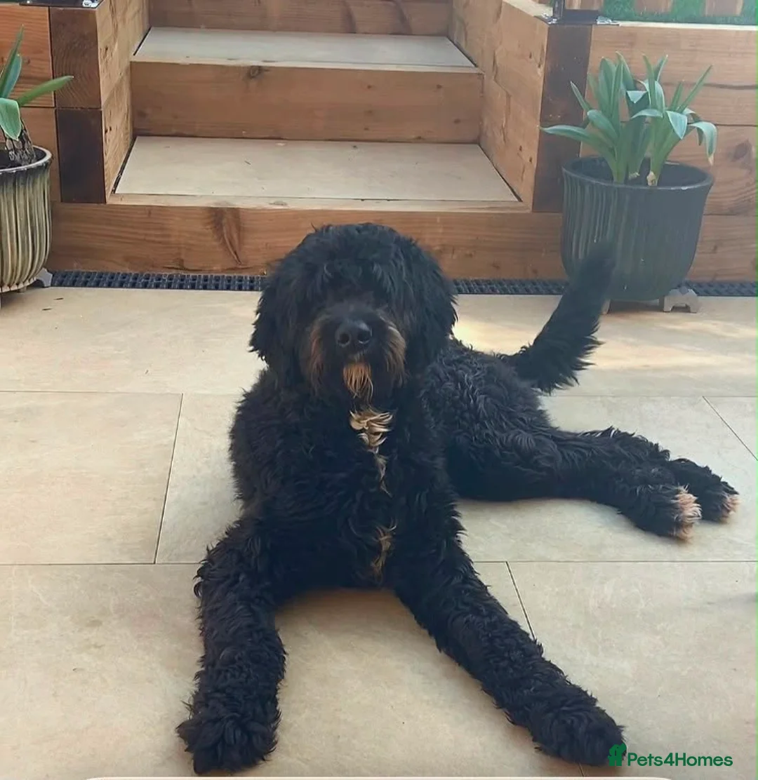 Bernedoodle dogs for sale: Multigen Bernedoodle Ready Now in Chelmsford - Advert 5