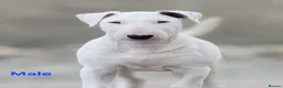 Bull Terrier dogs for sale: Bull terrier pups (1 male & 1 female) - Advert 13