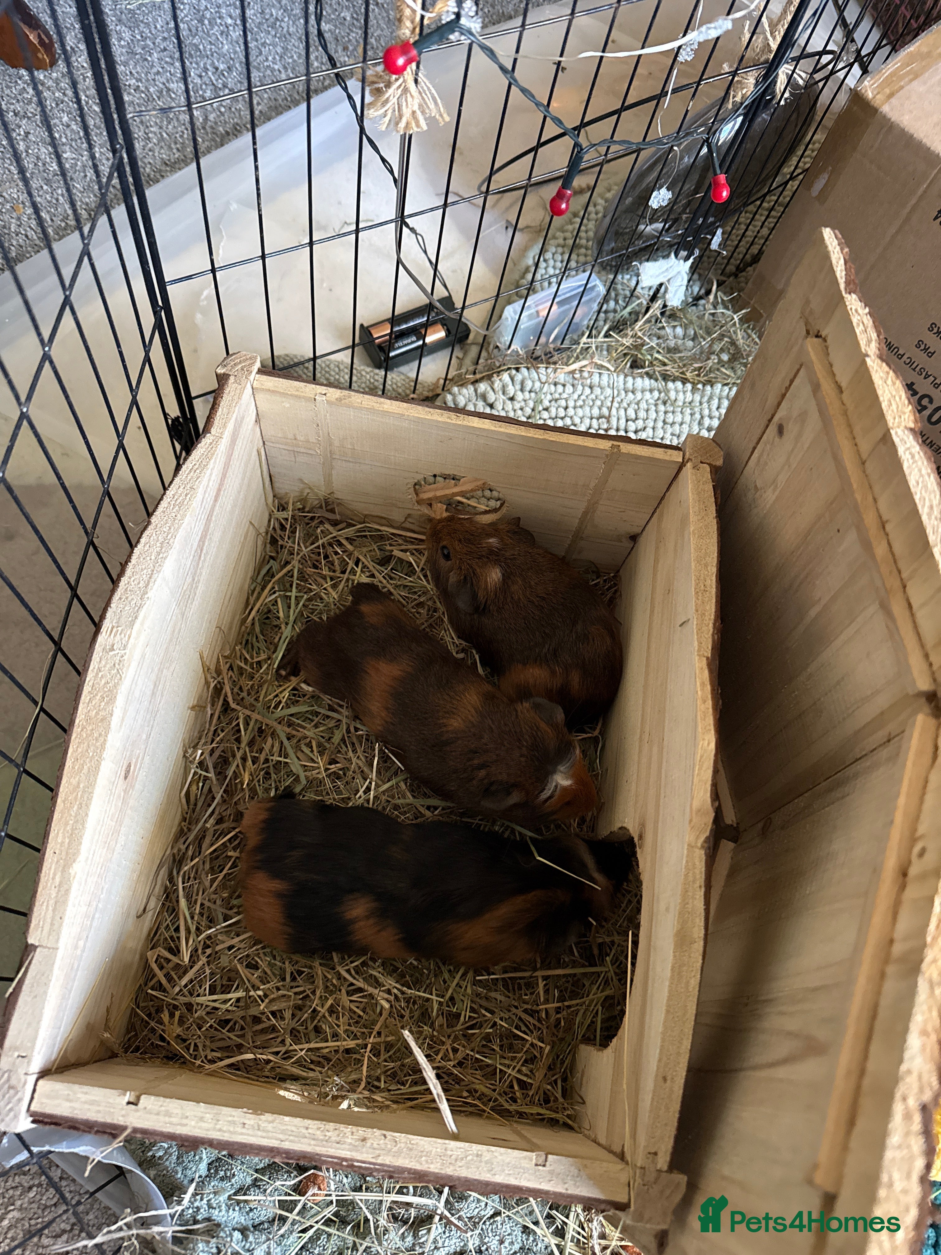 Guinea Pig rodents guinea pigs  - Advert 7