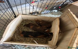 Guinea Pig rodents for sale: guinea pigs  - Image 1