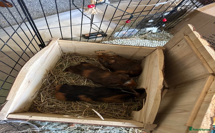 Guinea Pig rodents - Advert 2