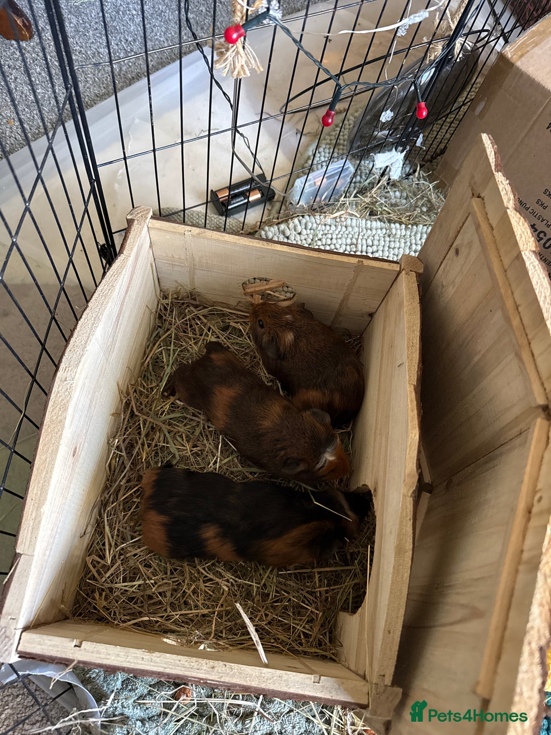 Guinea Pig rodents for sale: guinea pigs  - Image 1