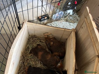 Guinea Pig rodents - Advert 3