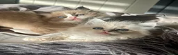 Ragdoll cats for sale: TICA Reg Rare Cherubim Ragdolls - Advert 7