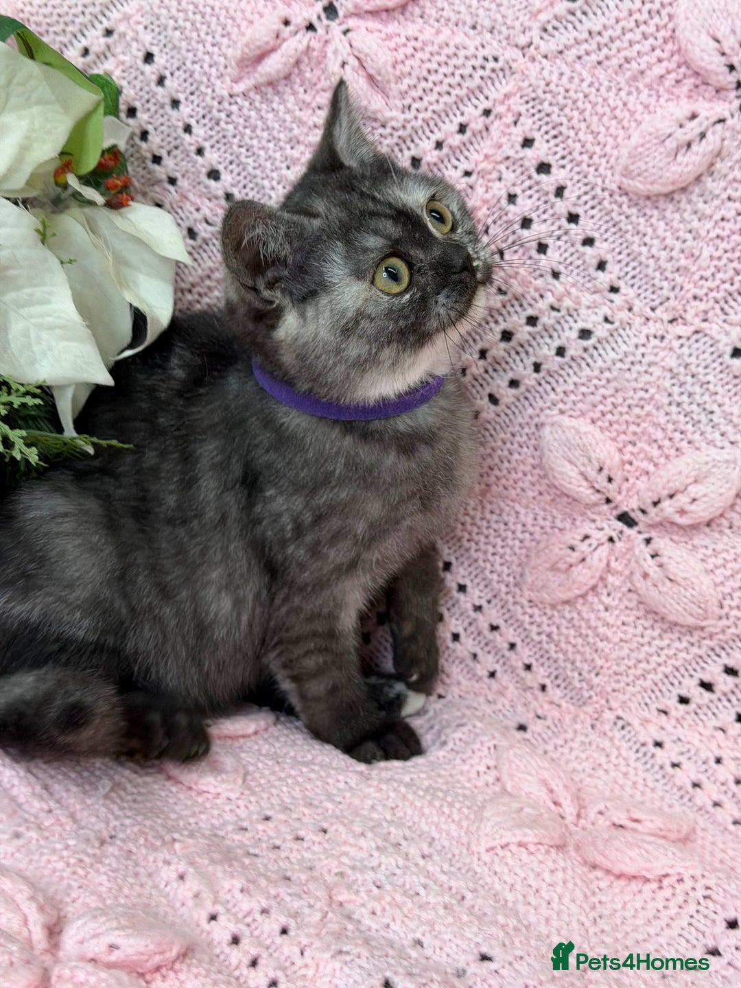 British Shorthair cats for sale: Adorable British sh silver shaded TICA - Advert 6
