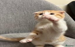 Mixed Breed cats for sale: Scottish fold mix ready to go from today. - Image 4