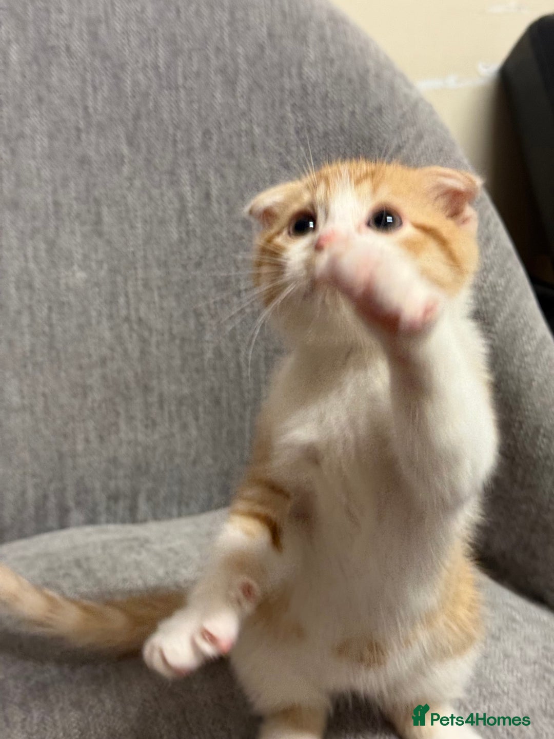 Mixed Breed cats for sale: Scottish fold mix ready to go from today. - Image 4