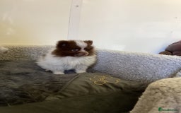 Pomeranian dogs for sale: Pomeranian  - Image 21