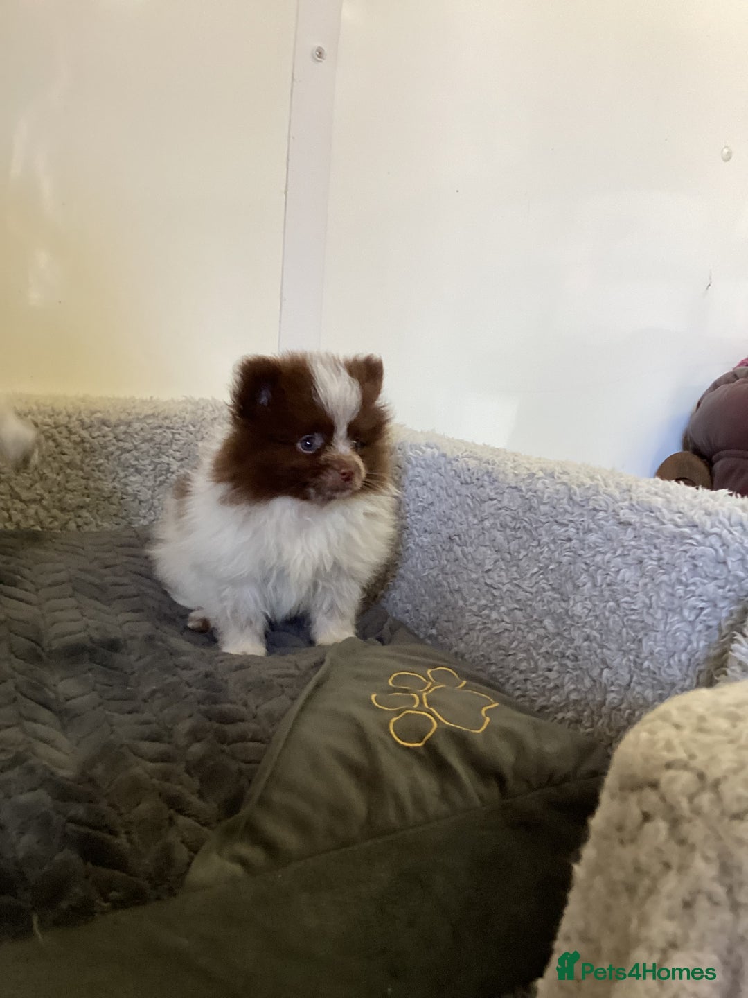 Pomeranian dogs for sale: Pomeranian  - Image 21