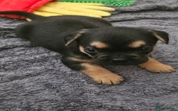 Mixed Breed dogs for sale: 3/4 French bulldog 1/4 Pomeranian Puppies - Image 8
