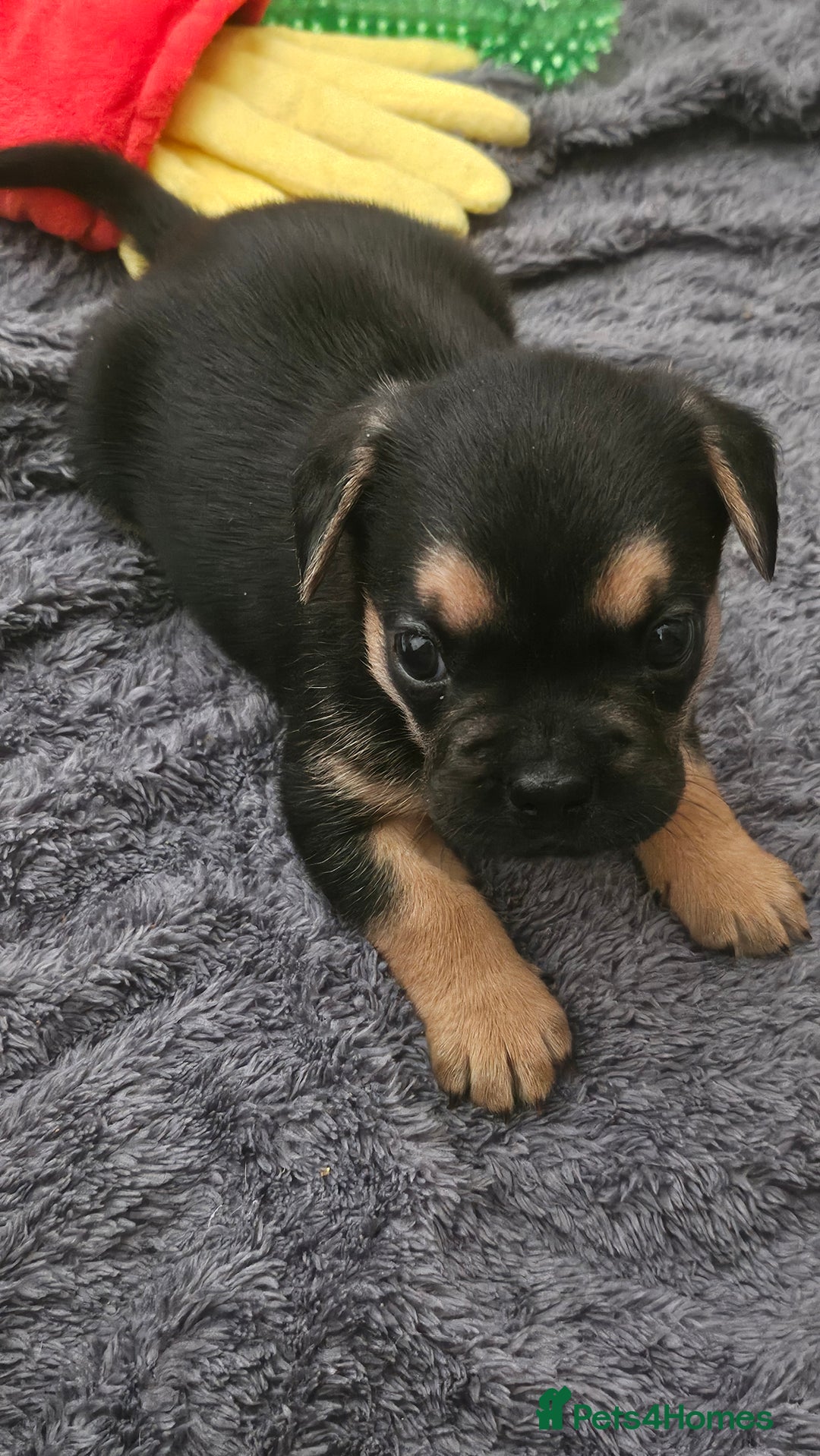 Mixed Breed dogs for sale: 3/4 French bulldog 1/4 Pomeranian Puppies - Image 8