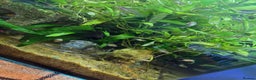 Live Bearers fish for sale: Mixed endler guppys/ mixed variable platy  - Advert 1