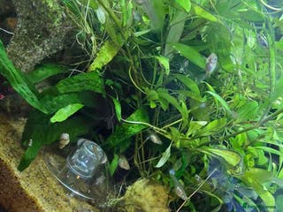 Live Bearers fish Mixed endler guppys/ mixed variable platy - Advert 3
