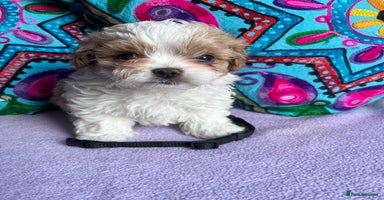 Maltipoo dogs - Advert 13