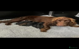 Miniature Poodle dogs for stud: Teddy KC Registered/Health tested Toy Stud in Wigan - Image 28