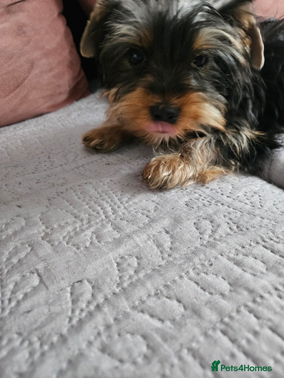 Yorkshire Terrier dogs for sale: For sale - Image 3