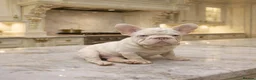 French Bulldog dogs for sale: Visual pink- Frenchie boy pup  - Advert 2