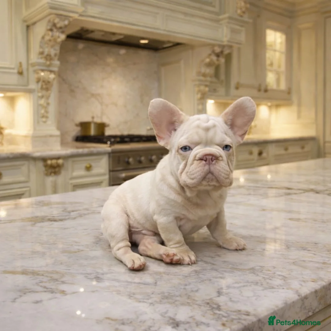 French Bulldog dogs for sale: Visual pink- Frenchie boy pup  - Advert 2
