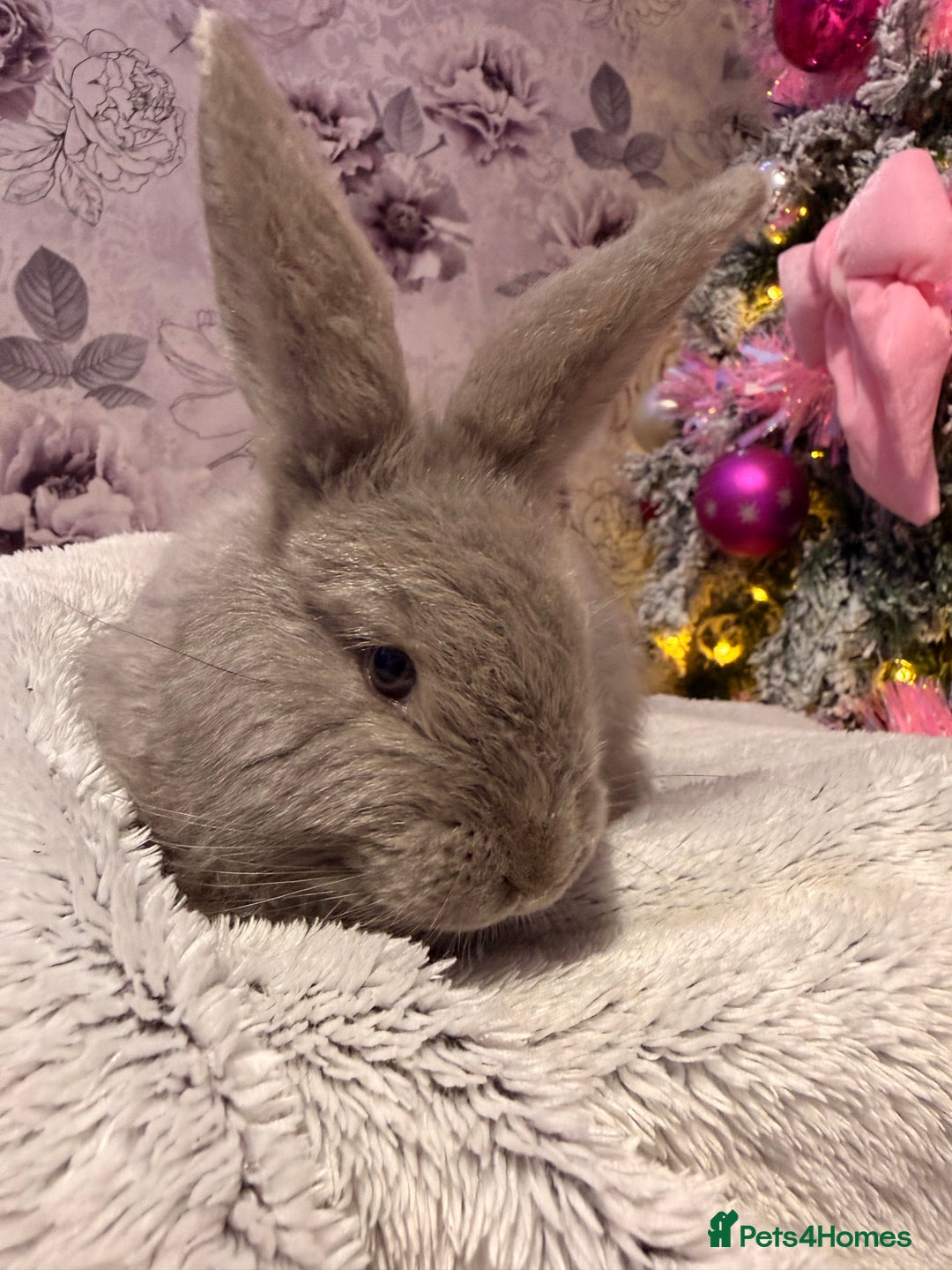 Mixed Breed rabbits for sale: French lop x Angora  - Advert 8