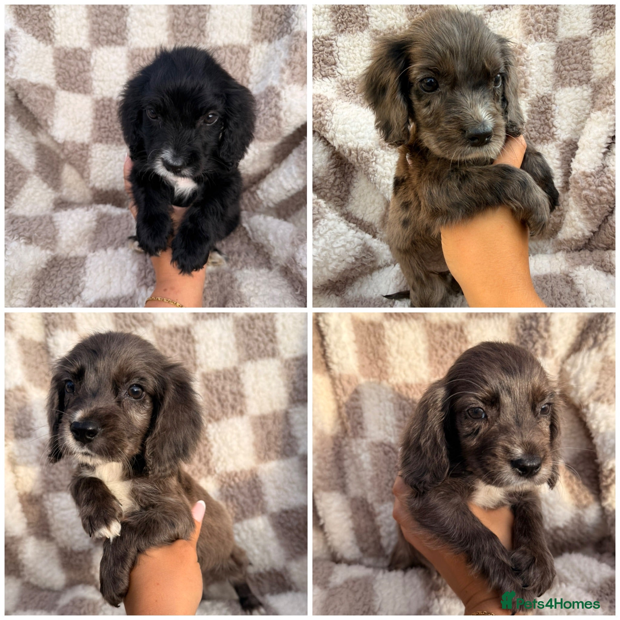 Cocker Spaniel dogs ⭐️READY TO LEAVE NOW ⭐️ - Advert 1