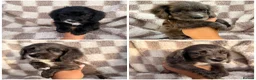 Cocker Spaniel dogs for sale: ⭐️READY TO LEAVE NOW ⭐️ - Advert 1