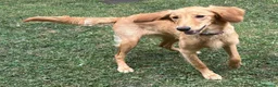 Goldendoodle dogs for sale: PARENTS ARE FROM SUPER HEALTH TESTED LINEAGE  - Advert 5