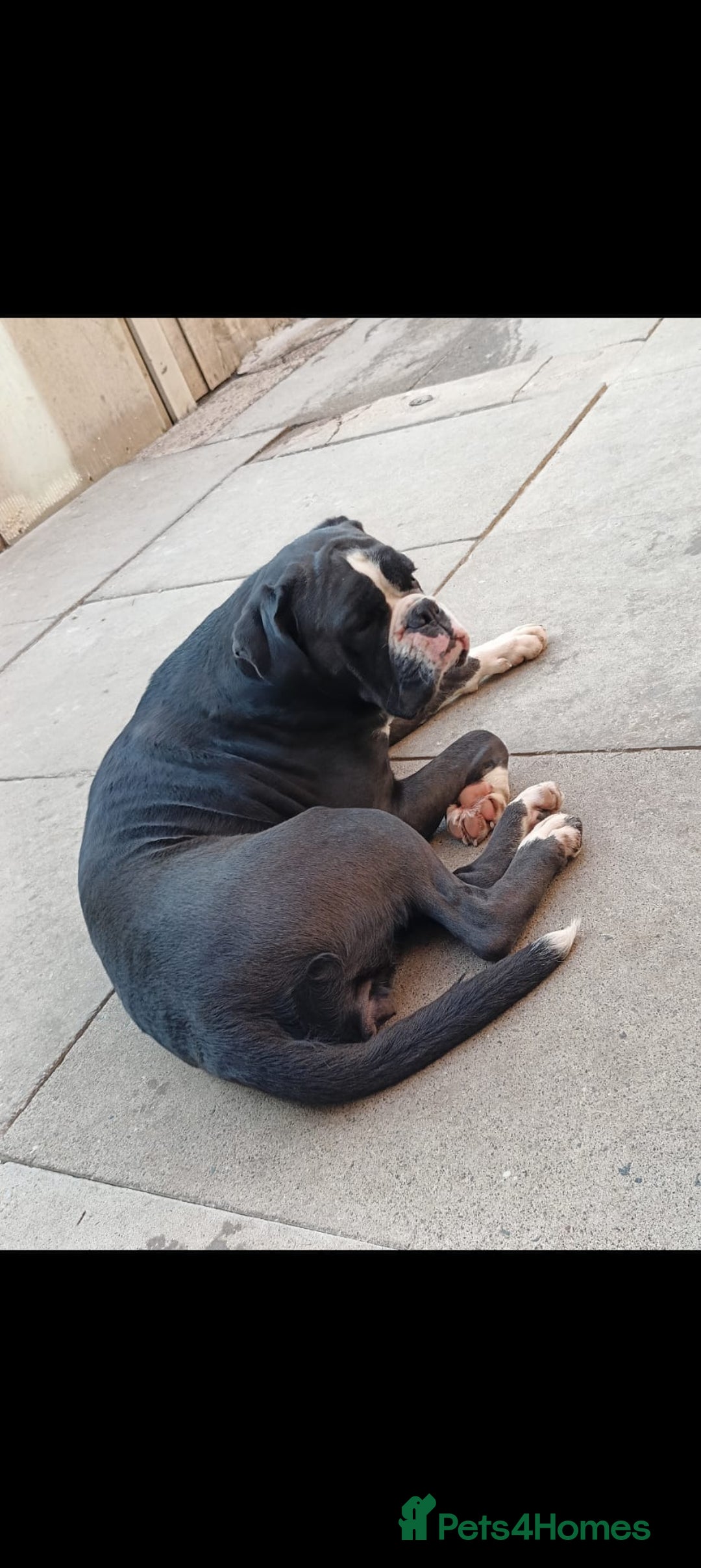 Boxer dogs for sale: 🐾 Boxer Dog for Sale KC registered  - Image 2