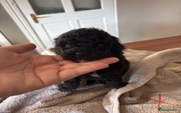 Cockapoo dogs for sale: Health tested Toy Cockapoo’s  - Advert 3