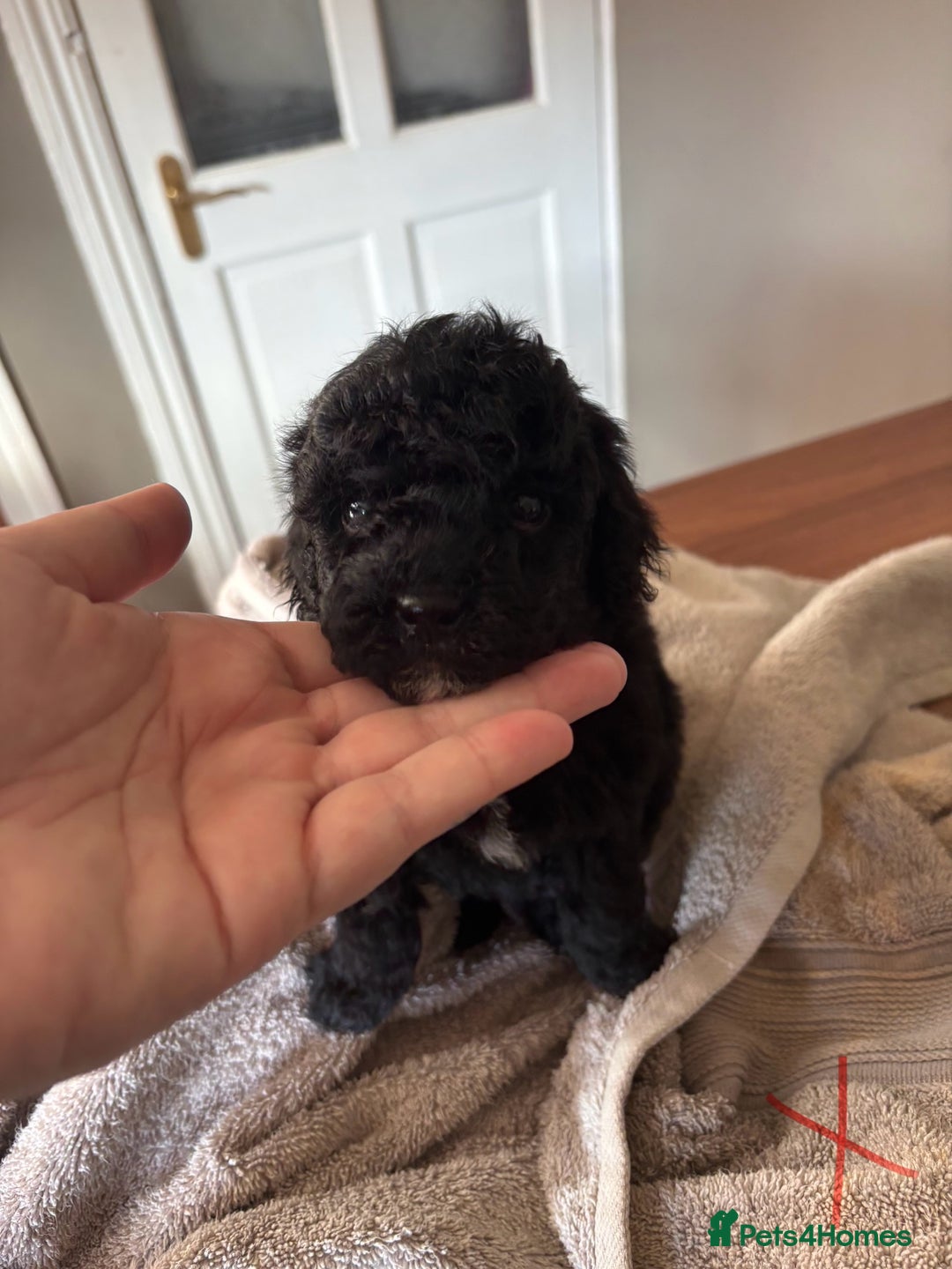 Cockapoo dogs for sale: Health tested Toy Cockapoo’s  - Advert 3