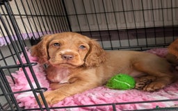 Cocker Spaniel dogs for sale: KC Registered Cocker Spaniel Puppies in Canterbury - Image 1