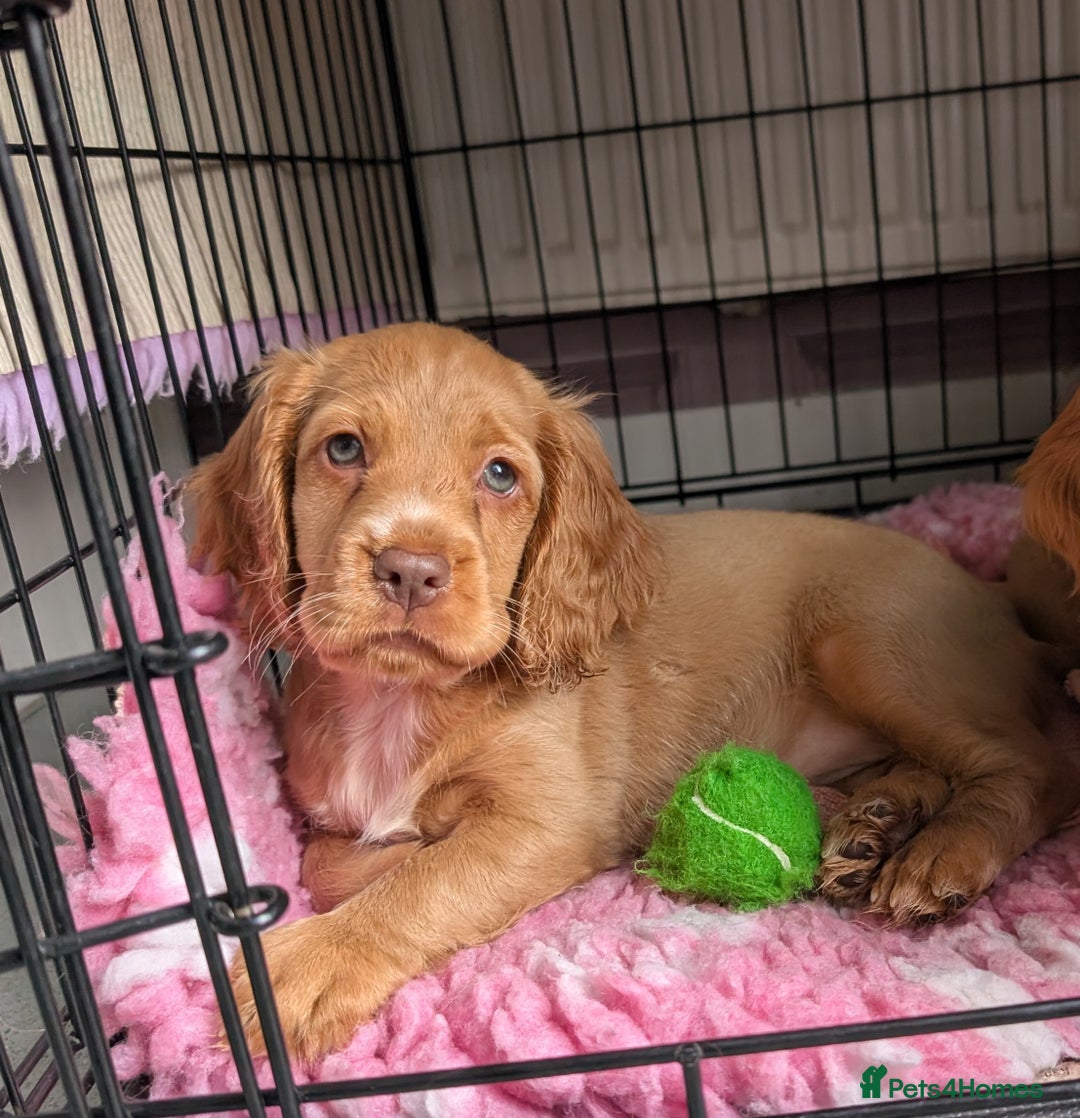 Cocker Spaniel dogs for sale: KC Registered Cocker Spaniel Puppies in Canterbury - Image 1