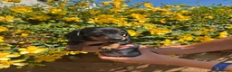 Miniature Dachshund dogs for sale: Stunning KC Pedigree Miniature Dachshund Puppies - Advert 2