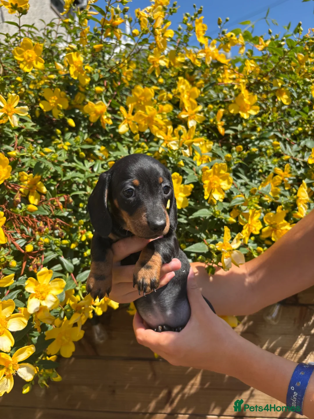Miniature Dachshund dogs for sale: Stunning KC Pedigree Miniature Dachshund Puppies - Advert 2