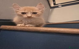 Mixed Breed cats for sale: Two ginger boys and one Flame point - Image 4