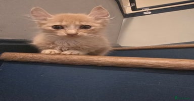 Mixed Breed cats - Advert 6