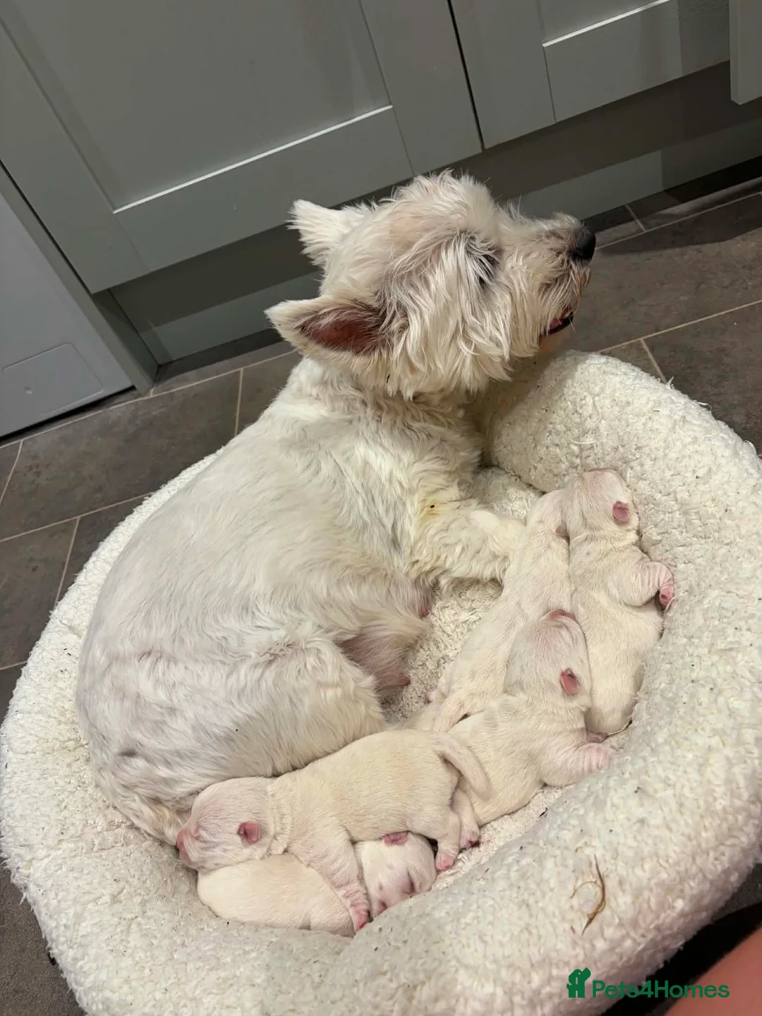 West Highland Terrier dogs for sale: Beautiful West Highlsnd White Terrier Puppies- - Advert 2
