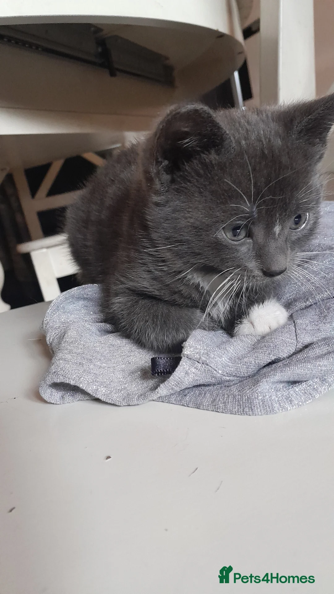 Mixed Breed cats for sale: 3 Beautiful kittens for sale  - Advert 3