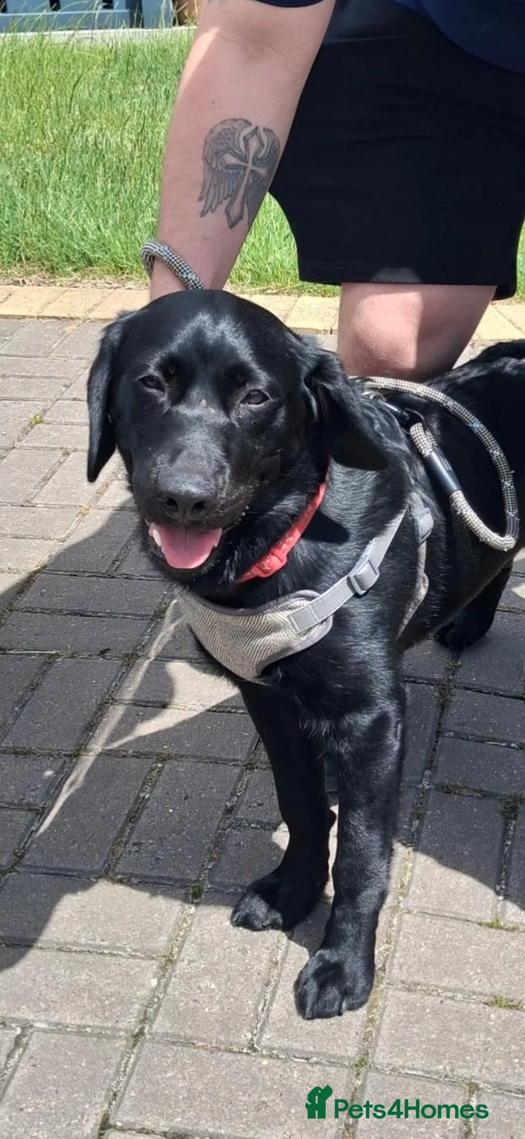 Goldador dogs for sale: Beautiful 8-Month-Old Goldador - Advert 3