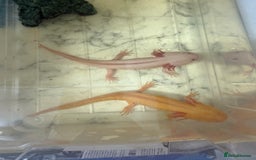Axolotl reptiles for sale: rehoming axoltlos  - Image 3