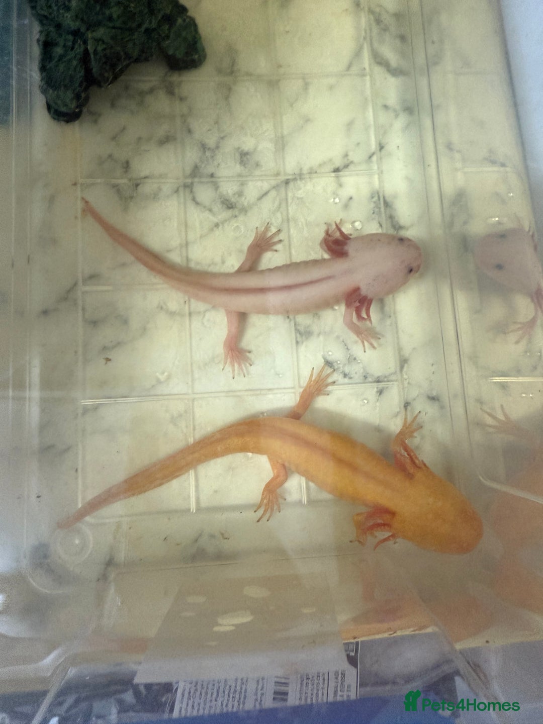 Axolotl reptiles for sale: rehoming axoltlos  - Image 3