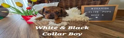 Miniature Dachshund dogs for sale: KC Registered Miniature Dachshund - beautiful Reds - Advert 12