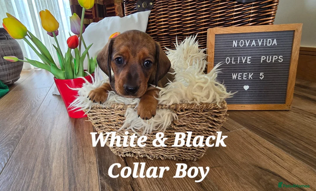 Miniature Dachshund dogs for sale: KC Registered Miniature Dachshund - beautiful Reds - Advert 12