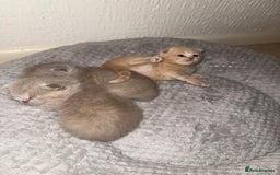 Scottish Fold cats for sale: 3 Adorable Scottish Fold Kittens🩷💙🩷 - Image 5