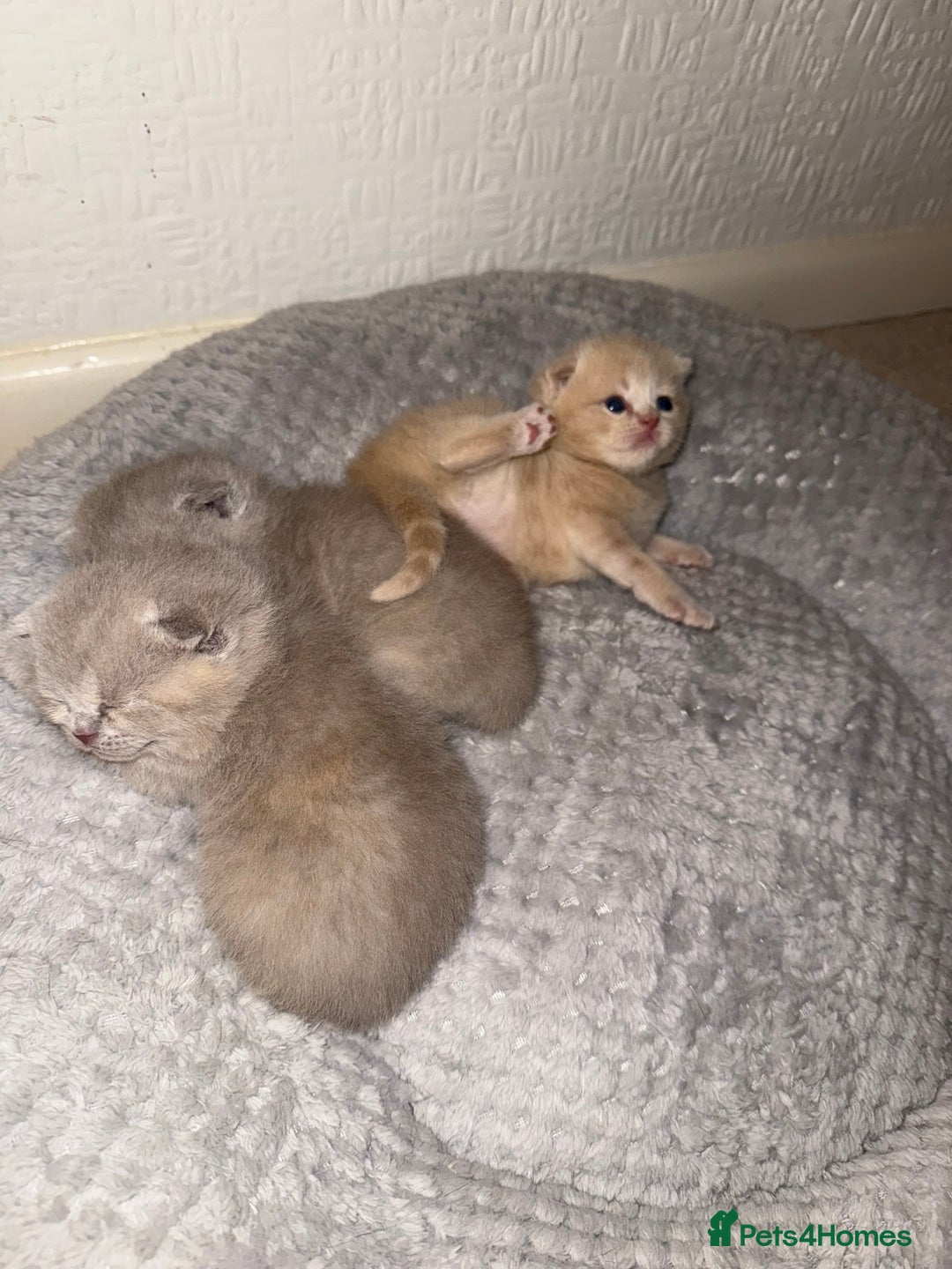 Scottish Fold cats for sale: 3 Adorable Scottish Fold Kittens🩷💙🩷 - Image 5